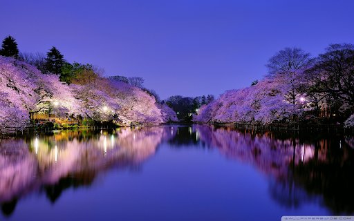Night Sakura The Serene Beauty of Osaka  from Chrome web store to be run with OffiDocs Chromium online