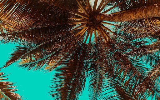 Oil palm tree  from Chrome web store to be run with OffiDocs Chromium online