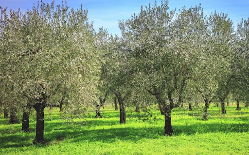 Olive Tree  from Chrome web store to be run with OffiDocs Chromium online