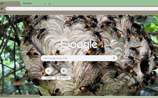 Ong Vo Ve  from Chrome web store to be run with OffiDocs Chromium online