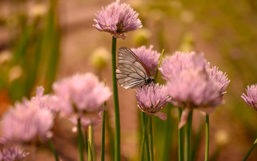 Onion flowers  from Chrome web store to be run with OffiDocs Chromium online