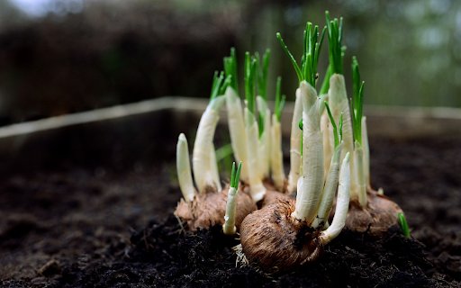 Onions sprout  from Chrome web store to be run with OffiDocs Chromium online
