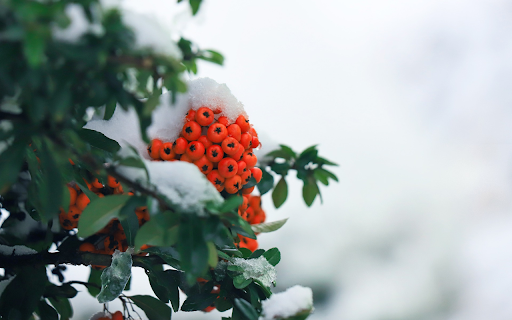 Orange and snowy fruit  from Chrome web store to be run with OffiDocs Chromium online