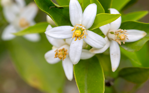 Orange Blossom – A Fragrance of Purity and Joy  from Chrome web store to be run with OffiDocs Chromium online