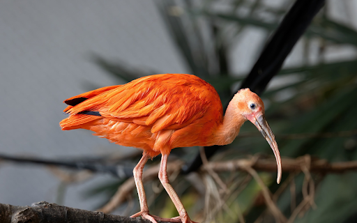 Orange feathered long beaked bird  from Chrome web store to be run with OffiDocs Chromium online