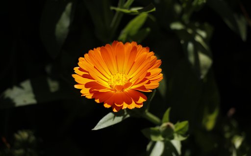 Orange Flower  from Chrome web store to be run with OffiDocs Chromium online