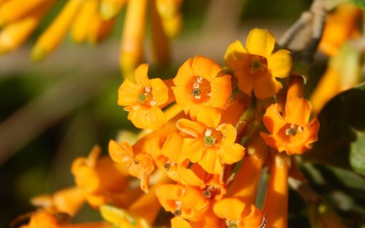 Orange flower clusters  from Chrome web store to be run with OffiDocs Chromium online
