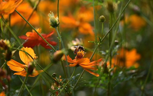 Orange Flowers  from Chrome web store to be run with OffiDocs Chromium online