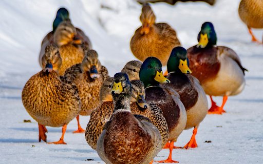 Orange footed Ducks  from Chrome web store to be run with OffiDocs Chromium online