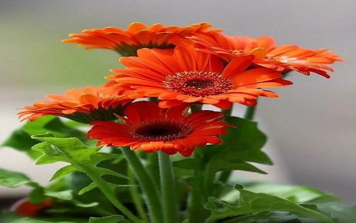 Orange gerbera wallpaper  from Chrome web store to be run with OffiDocs Chromium online