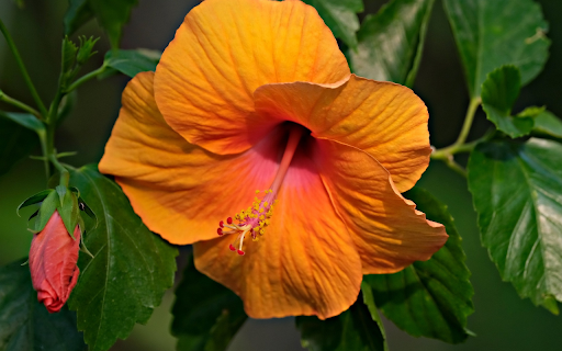 Orange hibiscus blooms from Chrome web store to be run with OffiDocs Chromium online Orange hibiscus blooms from Chrome web store to be run with OffiDocs Chromium online