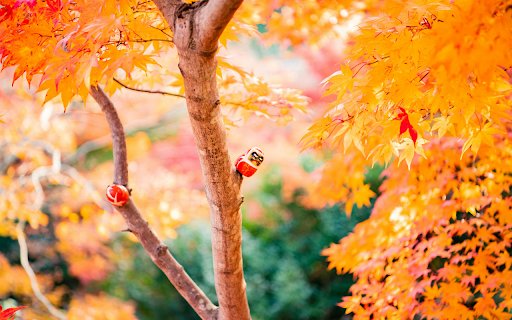 Orange Leafed Tree  from Chrome web store to be run with OffiDocs Chromium online