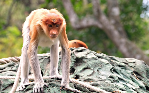 Orange pink monkey ape  from Chrome web store to be run with OffiDocs Chromium online