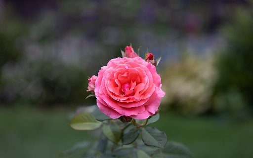 Orange Pink Rose  from Chrome web store to be run with OffiDocs Chromium online