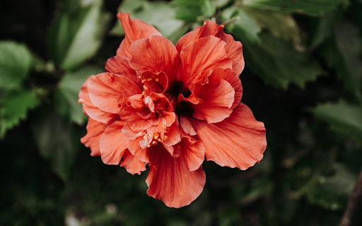 Orange Red Hibiscus  from Chrome web store to be run with OffiDocs Chromium online