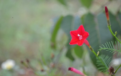 Orange red star flowers  from Chrome web store to be run with OffiDocs Chromium online