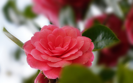 Orange rose camellia  from Chrome web store to be run with OffiDocs Chromium online