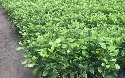 orange tree nursery wallpaper  from Chrome web store to be run with OffiDocs Chromium online