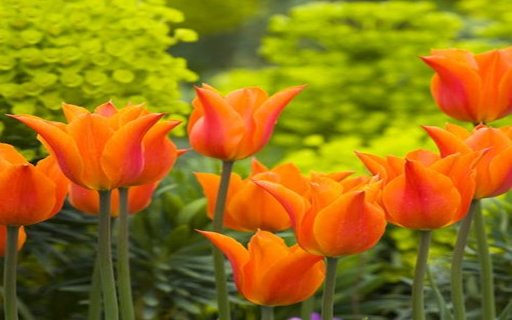 Orange Tulip Wallpaper  from Chrome web store to be run with OffiDocs Chromium online