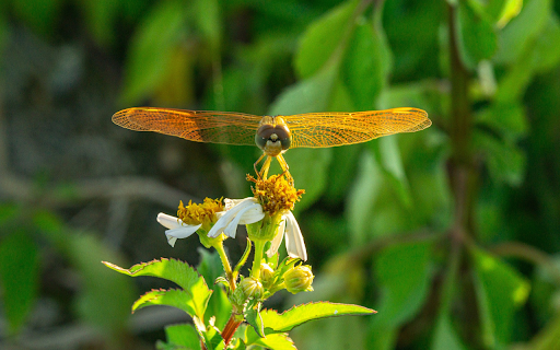 Orange winged dragonfly  from Chrome web store to be run with OffiDocs Chromium online