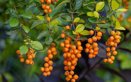 Orange yellow fruits from Chrome web store to be run with OffiDocs Chromium online Orange yellow fruits from Chrome web store to be run with OffiDocs Chromium online