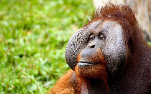 Orangutan  from Chrome web store to be run with OffiDocs Chromium online