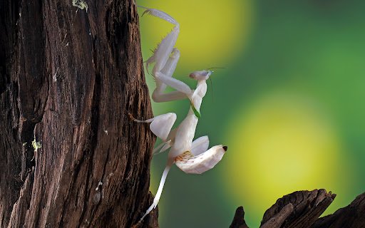 orchid mantis  from Chrome web store to be run with OffiDocs Chromium online