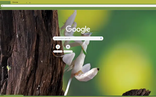 orchid mantis from Chrome web store to be run with OffiDocs Chromium online orchid mantis from Chrome web store to be run with OffiDocs Chromium online