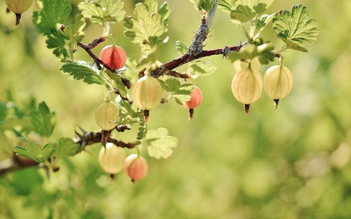 Ornamental plants bloom from Chrome web store to be run with OffiDocs Chromium online Ornamental plants bloom from Chrome web store to be run with OffiDocs Chromium online