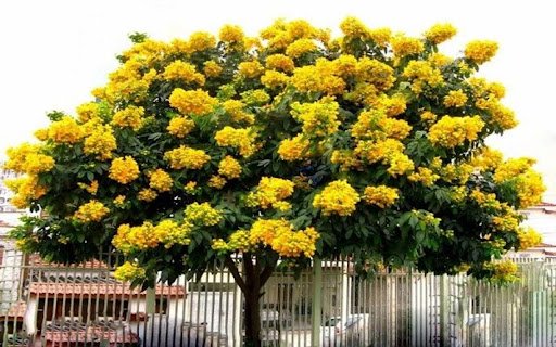osaka tree yellow flower wallpaper  from Chrome web store to be run with OffiDocs Chromium online