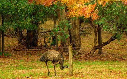 Ostrich farm  from Chrome web store to be run with OffiDocs Chromium online