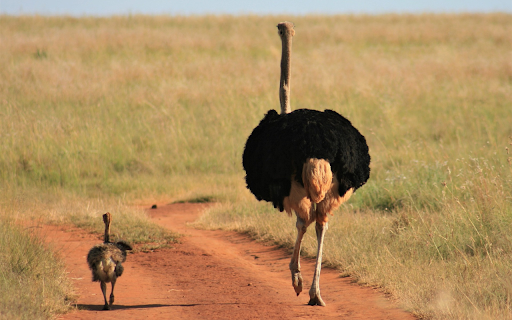 Ostrich mother and child  from Chrome web store to be run with OffiDocs Chromium online