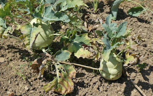 Oversized kohlrabi tubers  from Chrome web store to be run with OffiDocs Chromium online