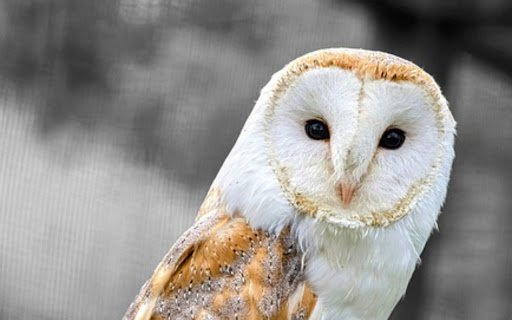 OWL Theme  from Chrome web store to be run with OffiDocs Chromium online