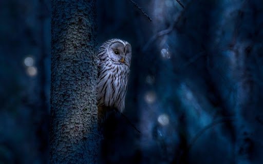 OWL THEME  from Chrome web store to be run with OffiDocs Chromium online