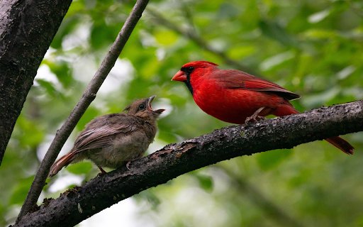 Pair of birds on a branch  from Chrome web store to be run with OffiDocs Chromium online