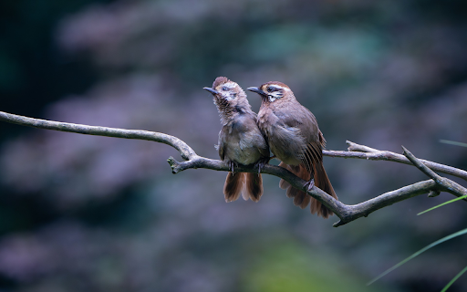 Pair of birds side by side  from Chrome web store to be run with OffiDocs Chromium online