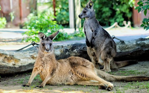 Pair of kangaroos next to tree trunk  from Chrome web store to be run with OffiDocs Chromium online