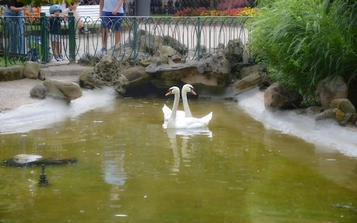 pair of swans in the park  from Chrome web store to be run with OffiDocs Chromium online