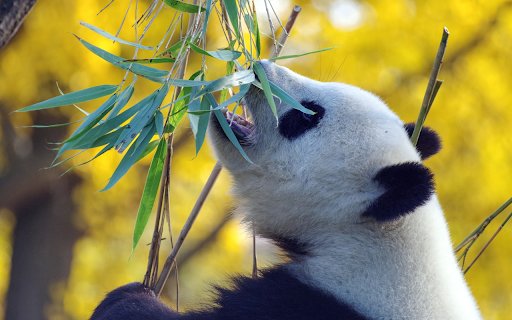 Pandas eat leaves  from Chrome web store to be run with OffiDocs Chromium online