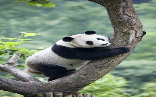 panda wallpaper  from Chrome web store to be run with OffiDocs Chromium online
