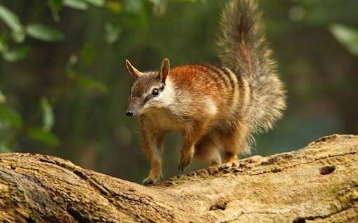 Pangolin  from Chrome web store to be run with OffiDocs Chromium online