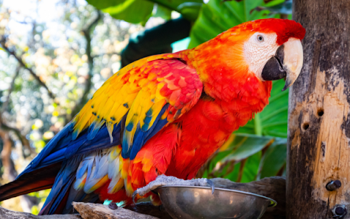 Parrot  from Chrome web store to be run with OffiDocs Chromium online