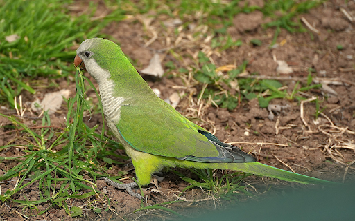 Parrot Eating Grass  from Chrome web store to be run with OffiDocs Chromium online