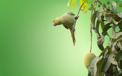 Parrot perches on mango tree  from Chrome web store to be run with OffiDocs Chromium online