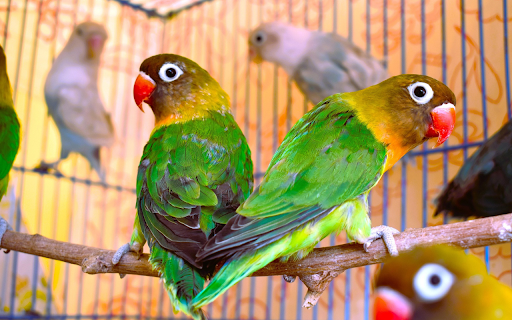 Parrots in cages  from Chrome web store to be run with OffiDocs Chromium online Parrots in cages  from Chrome web store to be run with OffiDocs Chromium online