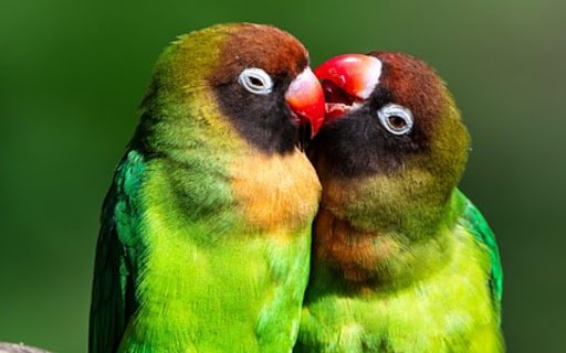 PARROTS Theme  from Chrome web store to be run with OffiDocs Chromium online