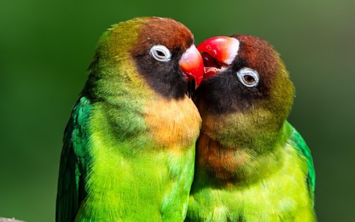 PARROT Theme  from Chrome web store to be run with OffiDocs Chromium online