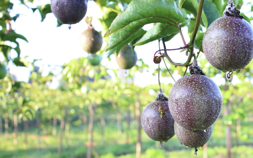 Passionfruit Tree  from Chrome web store to be run with OffiDocs Chromium online