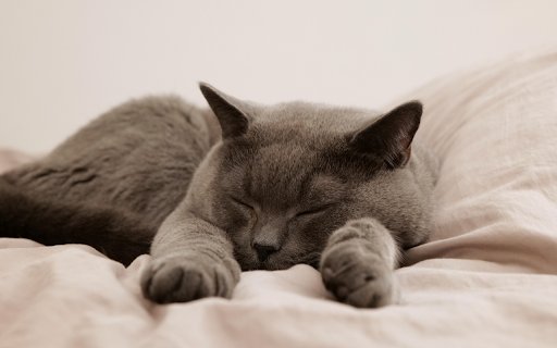 Peaceful Nap Time from Chrome web store to be run with OffiDocs Chromium online Peaceful Nap Time from Chrome web store to be run with OffiDocs Chromium online